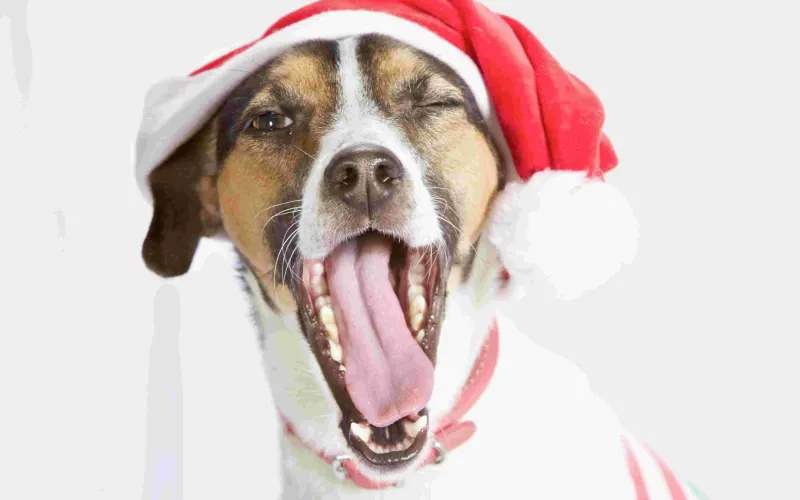 happy dog wearing a red Santa hat with mouth wide open and tongue out