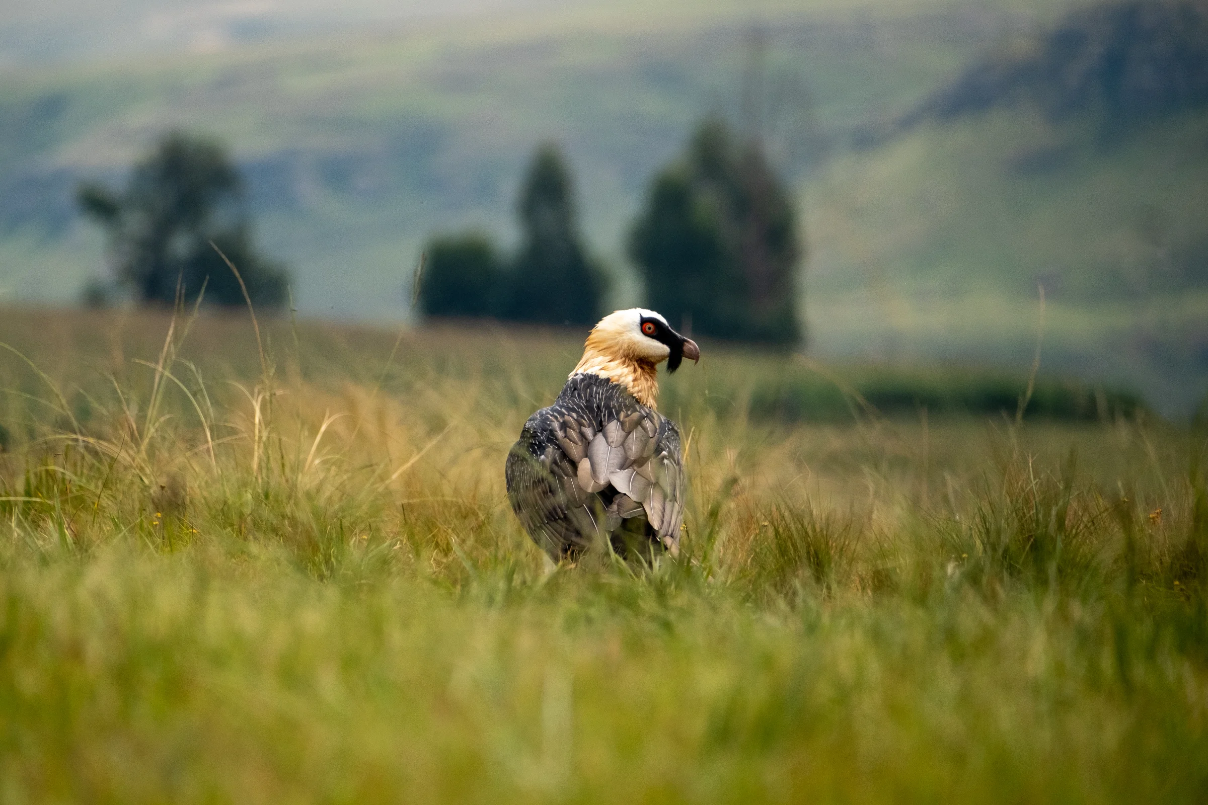 Bearded Vulture in the grasslands of the Southern Drakensberg near the Mzimkulu Vulture Hide