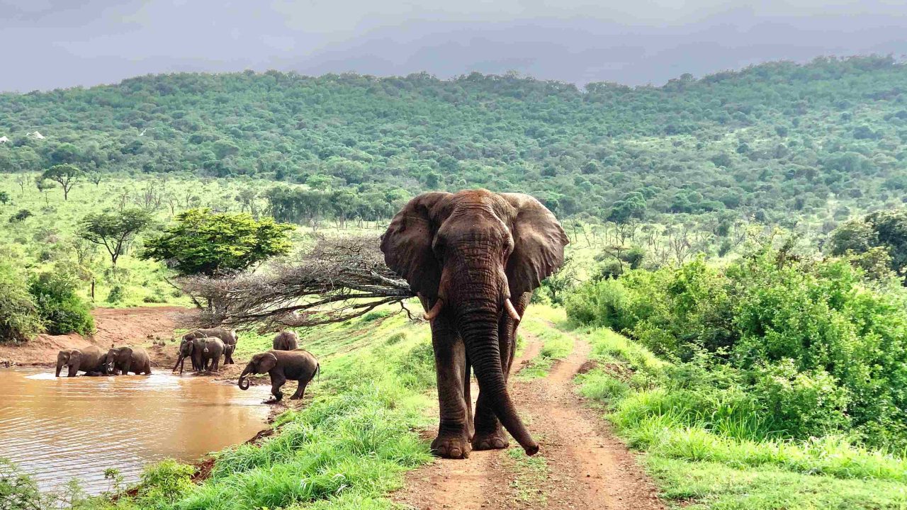 Exceeding All Expectations: The Thanda Safari Experience