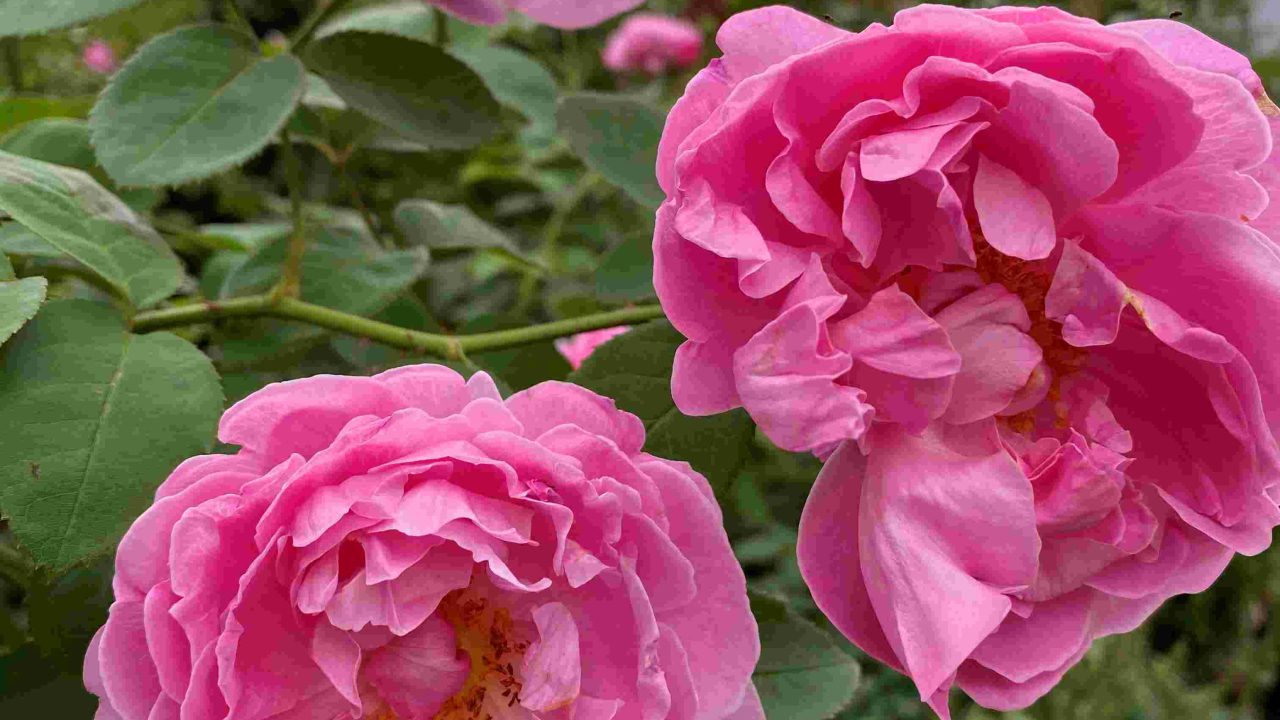 Stop and Smell the Roses