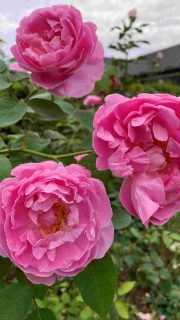 Stop and Smell the Roses